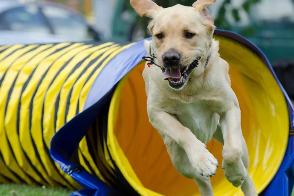 Hundesport Agility