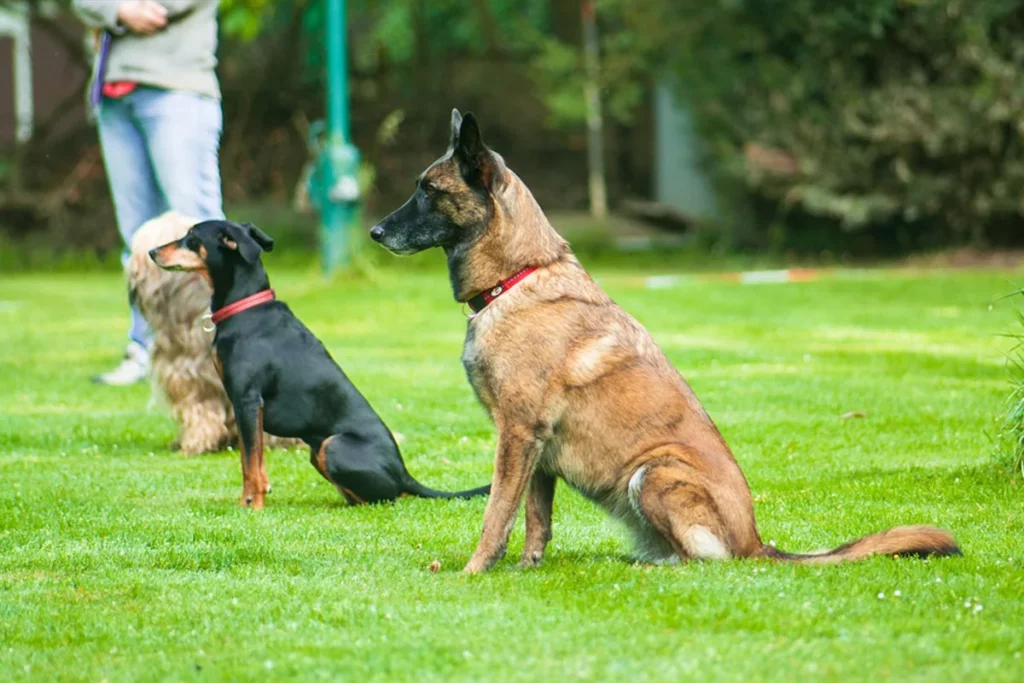 Hundesport Basiskurs