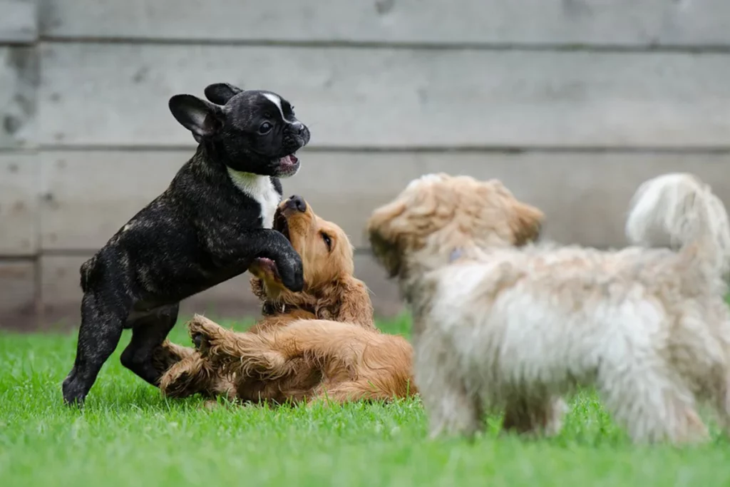 Hundesport Welpengruppe